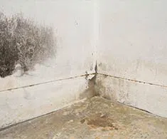 Homestead Emergency Restoration Homestead, FL 786-408-2426 - content-mold-remediation