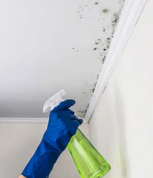 Homestead Emergency Restoration Homestead, FL 786-408-2426 - content-services